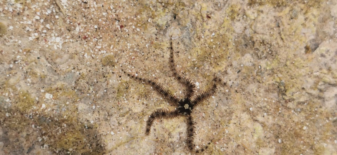 Strand Coral Hills Resorts & SPA