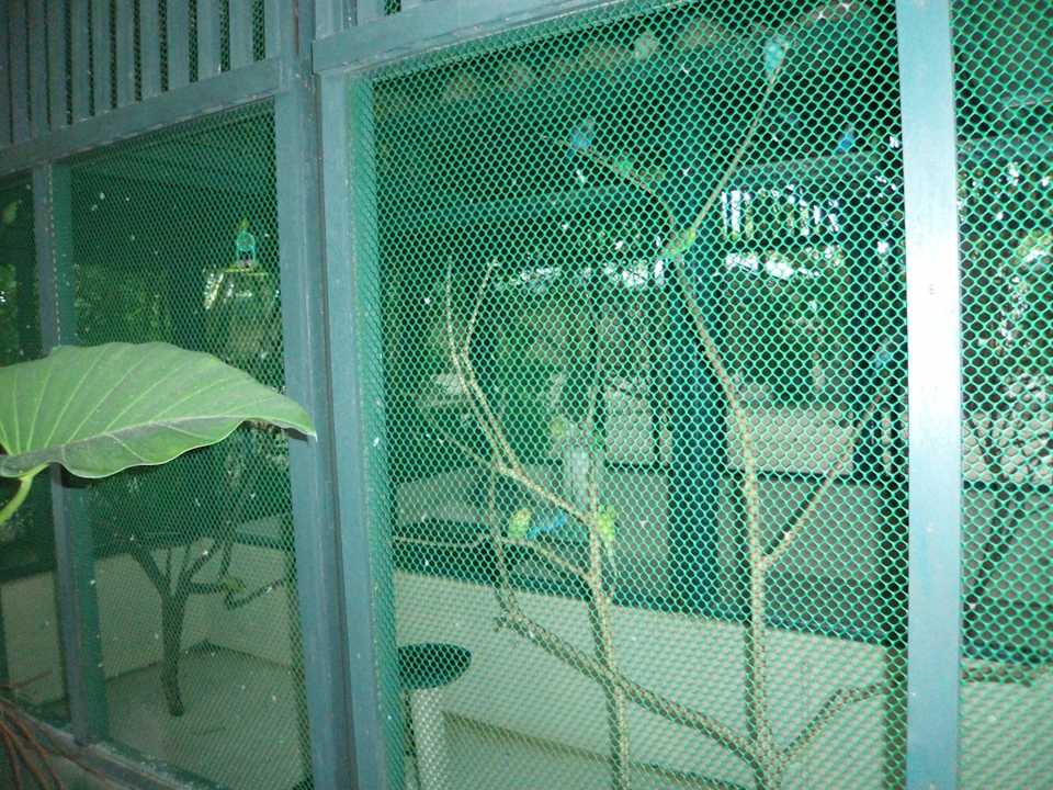 Vogelkäfige Summer Island Maldives