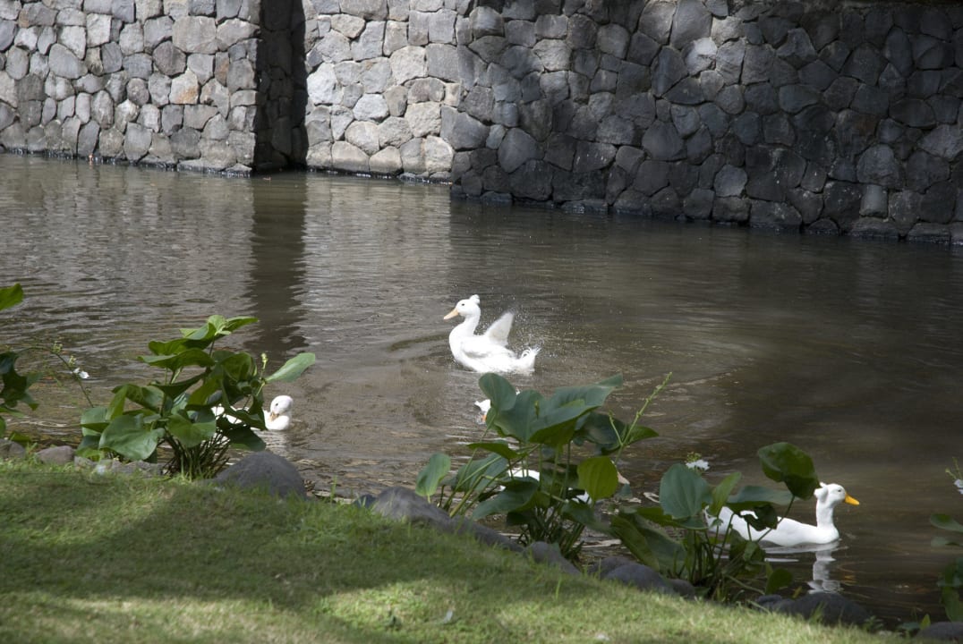 Mensch und Tier fühlen sich hier pudelwohl InterContinental Bali Resort