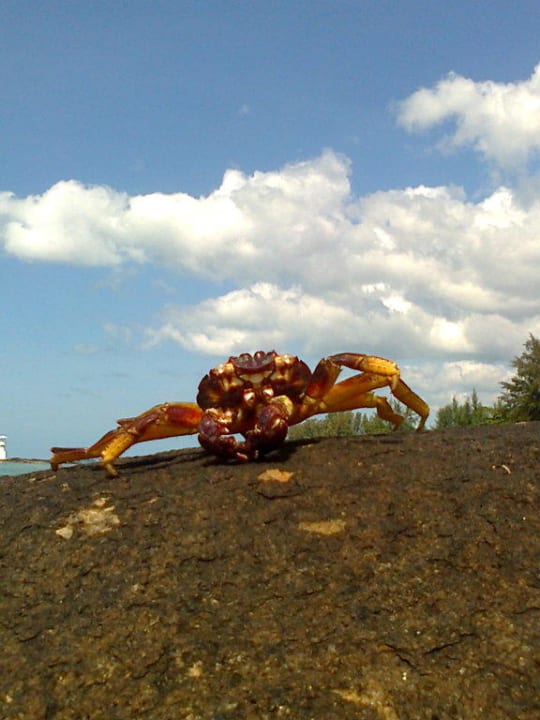 Krabbe Khaolak Laguna Resort