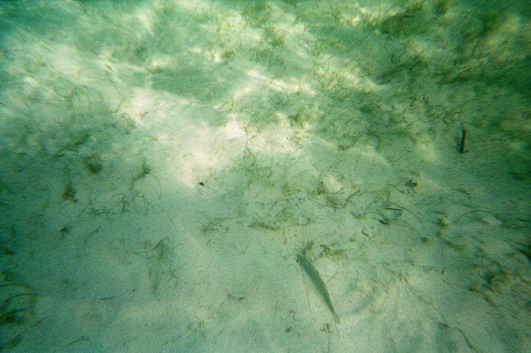 Das saubere Meer inkl. Fische Catalonia Punta Cana - All Inclusive