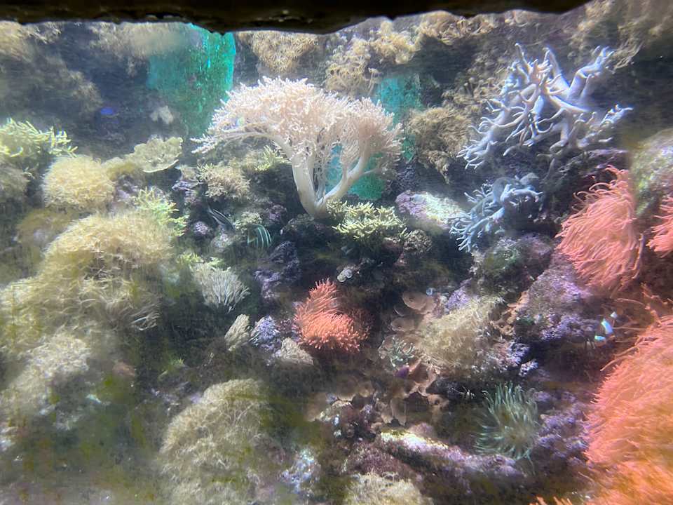 Pool Center Parcs De Kempervennen