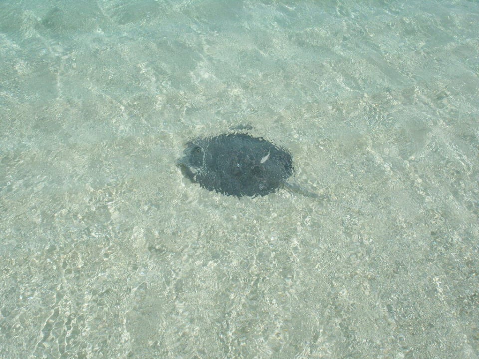 Baby-Rochen Summer Island Maldives