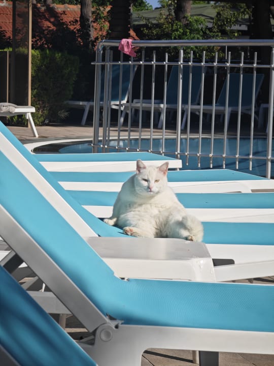 Pool Can Garden Beach