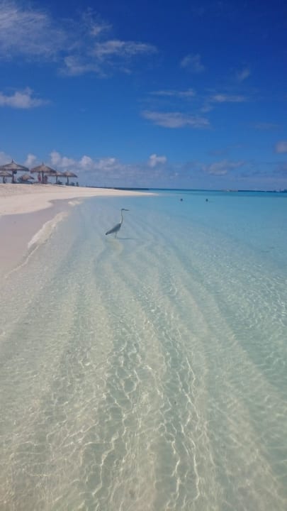 19 Veligandu Maldives Resort Island