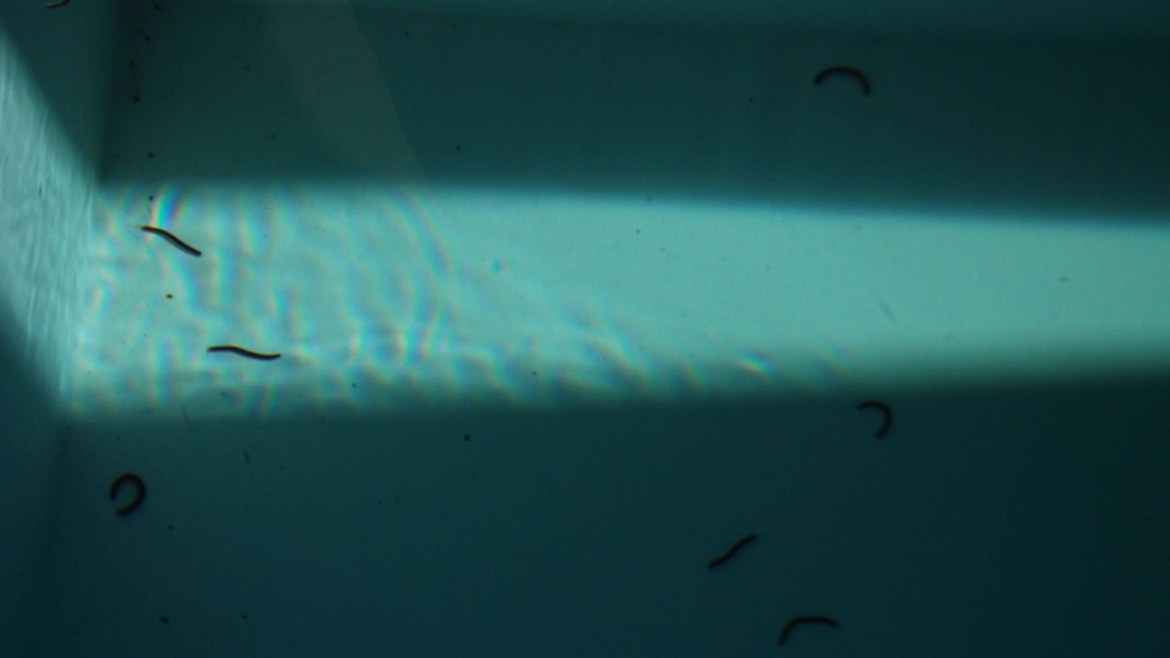 Tausenfüssler im Pool Domes Aulus Elounda All-Inclusive Resort, Curio Collection by Hilton