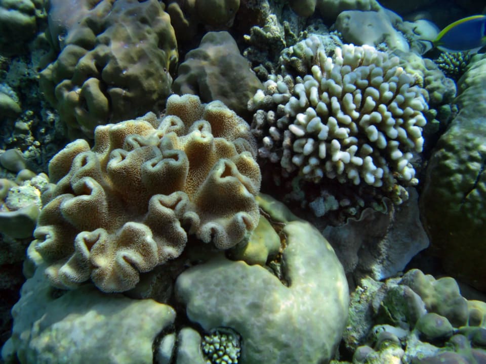 Faszination, Schnorcheln am Hausriff Filitheyo Island Resort