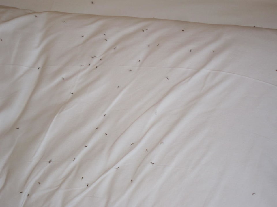 Ameisen im Bett VIVA Cala Mesquida Suites & Spa 16+