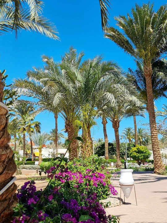 Gartenanlage Pharaoh Azur Resort