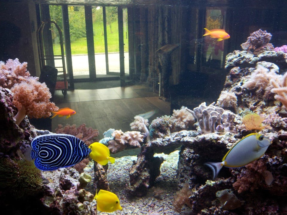 Das Aquarium in der Lobby Hotel Regenbogenland Zum Kramerwirt