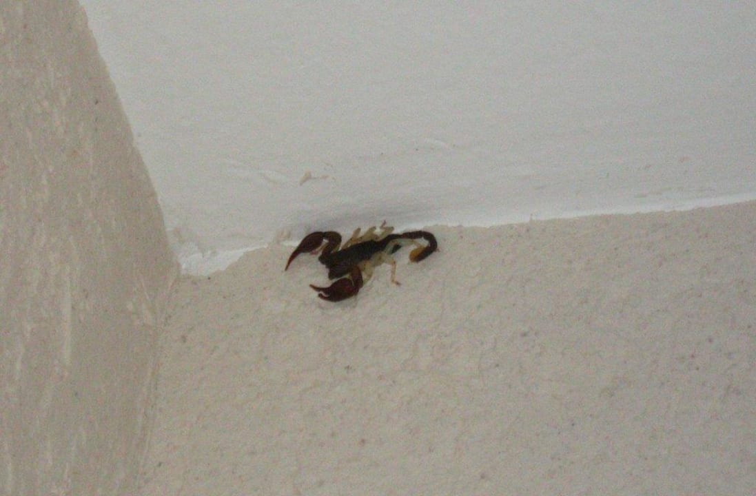 Ungiftig, trotzdem unerwünscht Hotel Le Clos Charmant