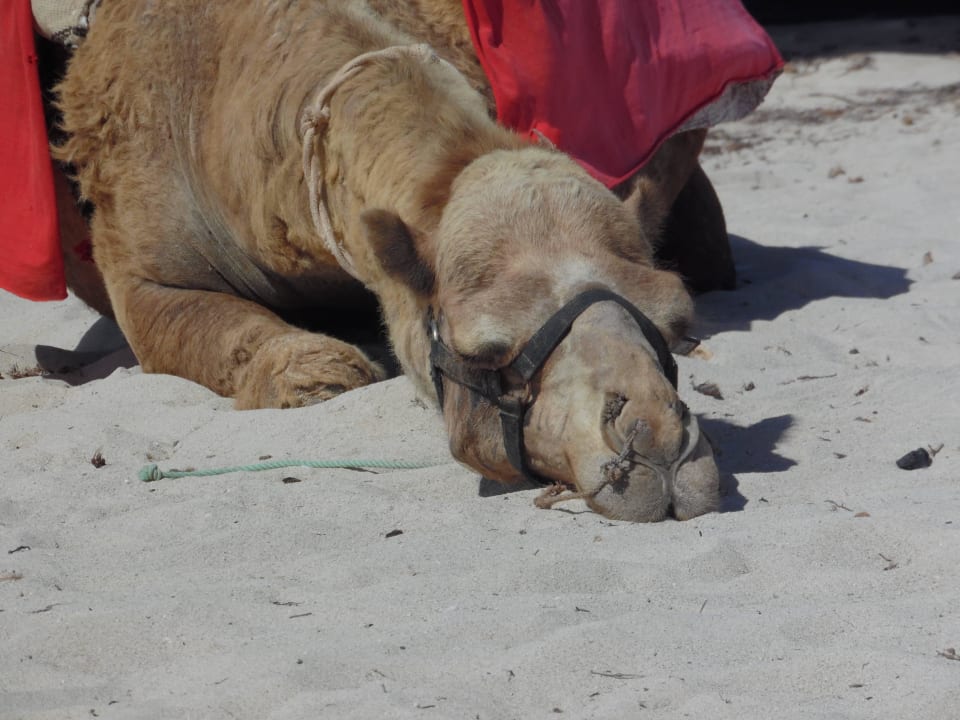 "Helmut" Welcome Meridiana Djerba Hotel