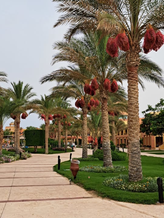 Gartenanlage Malikia Resort Abu Dabbab