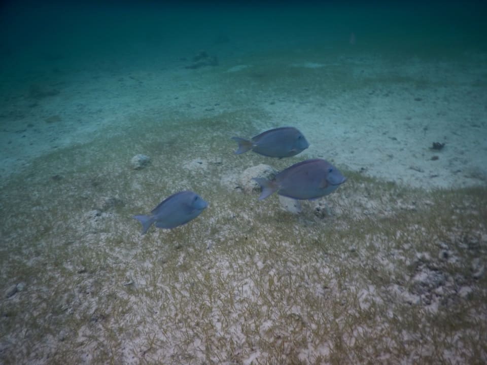 Strand Akumal Bay Beach & Wellness Resort