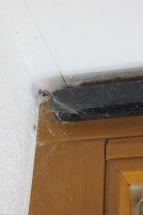 Spinngewebe am Fensterrahmen Hotel Waldhorn