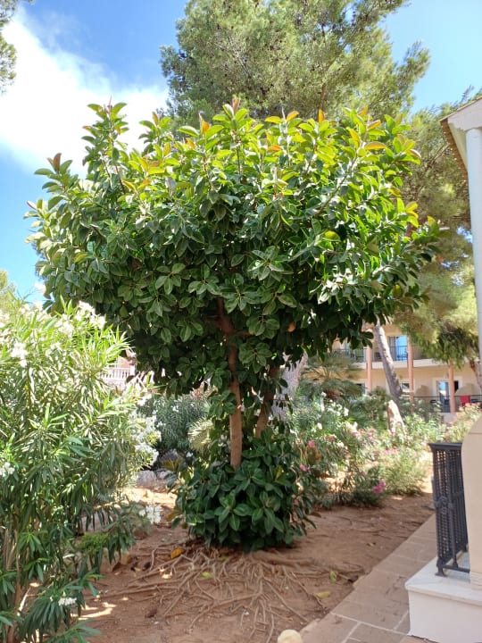 Gartenanlage R2 Lago Playa Park