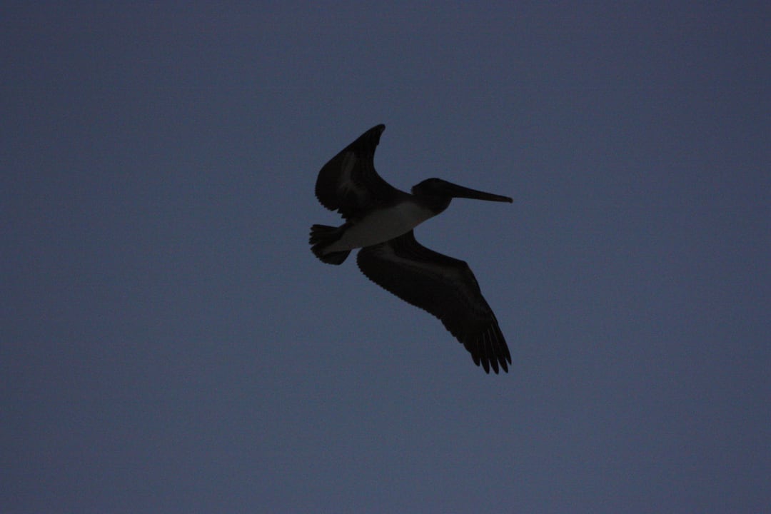 Pelikan Punta Cana Princess All Suites Resort & Spa