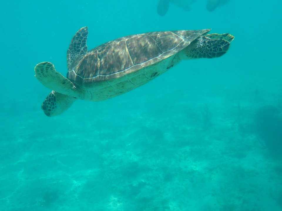 Strand Akumal Bay Beach & Wellness Resort
