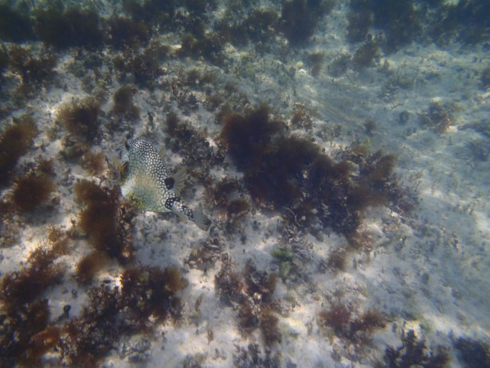 Wabenkofferfisch Grand Palladium Kantenah Resort & Spa