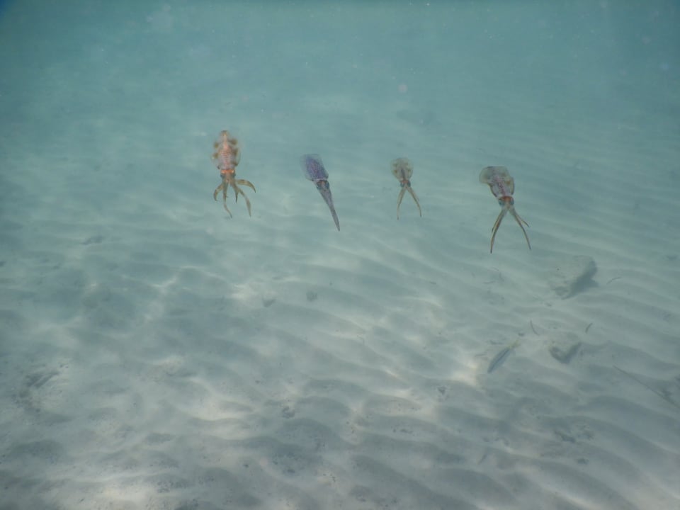 Strand Mövenpick Resort El Quseir