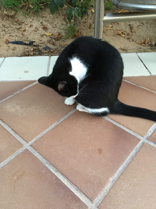 Sonstiges Hotel Riu Oliva Beach - Hotel