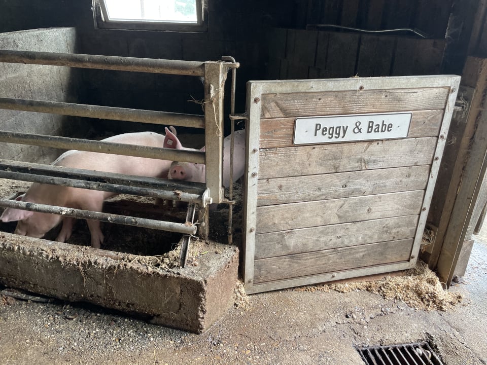 Sonstiges Ferienwohnungen Grub-Daniel-Hof