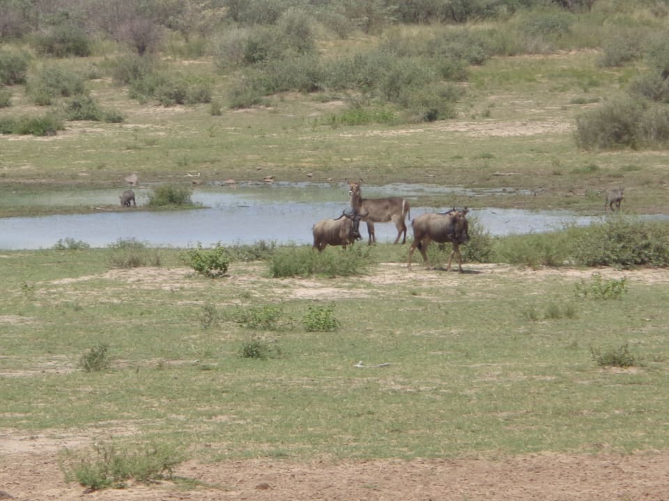 Wasserloch Kalahari Bush Breaks Lodge