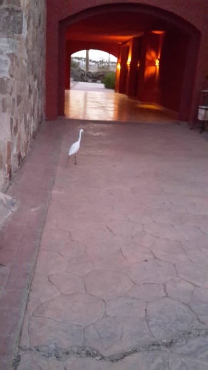 Besuch Swisstouch Oriental Resort Marsa Alam