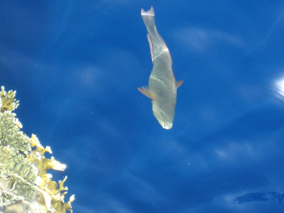 Traumhafte Fische The Grand Hotel Sharm El Sheikh