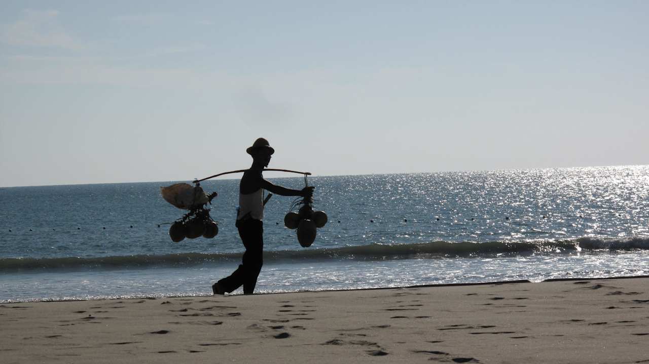 Schwere Last - Kokosnüsse  Hotel Aureum Palace Resort