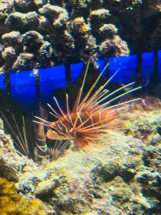 Gastro OBLU SELECT Lobigili