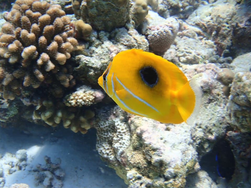 Sport & Freizeit Filitheyo Island Resort