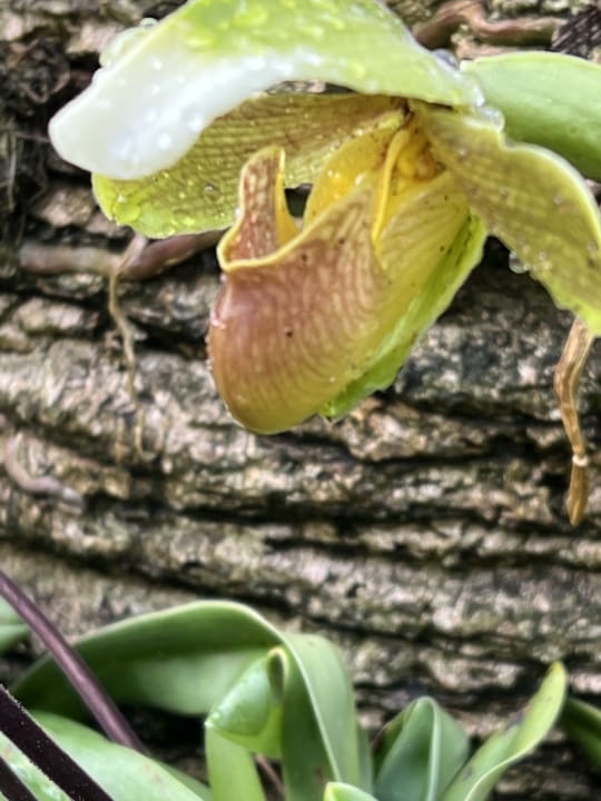 Gartenanlage Quinta Jardins do Lago