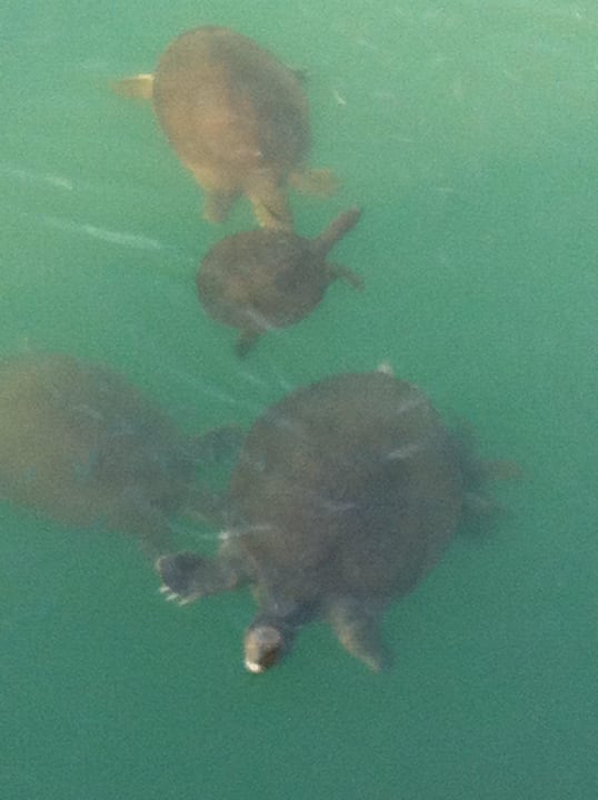 Schildkröten Aydinbey Kings Palace & Spa