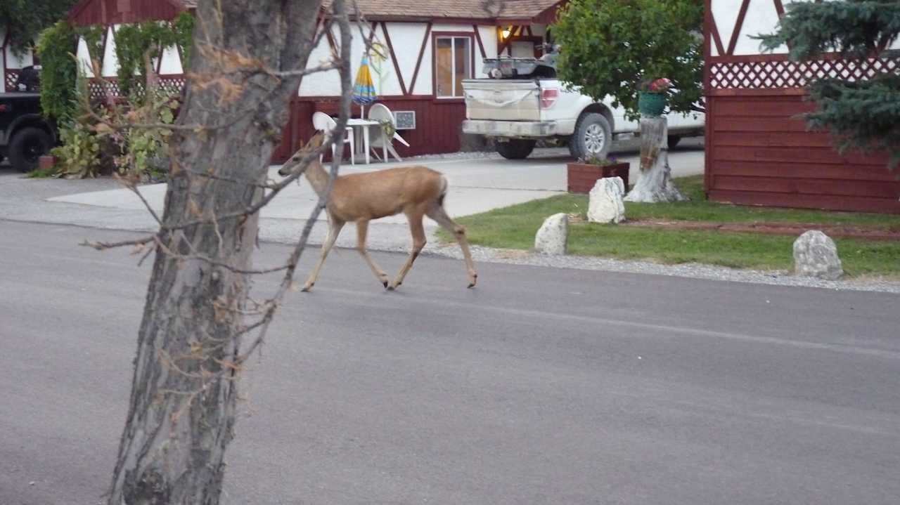 Rehe zu Besuch The Lido Motel