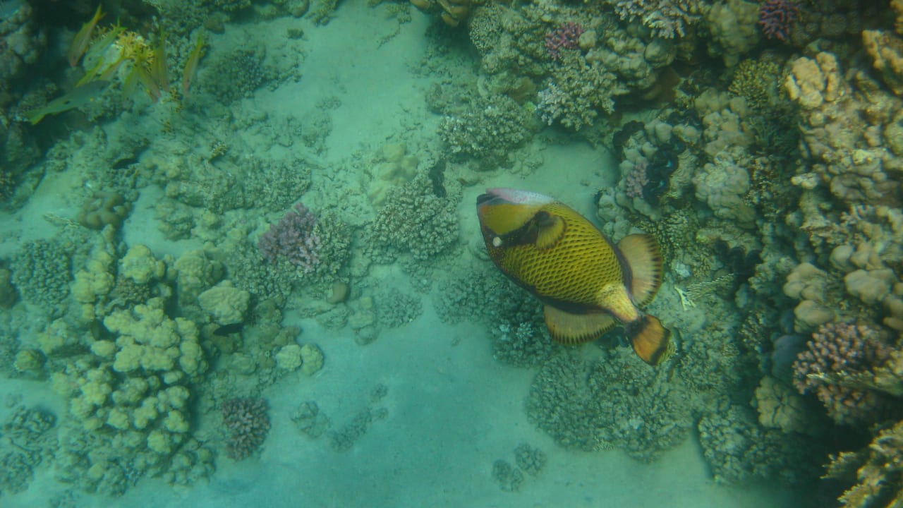 Riff Malikia Resort Abu Dabbab