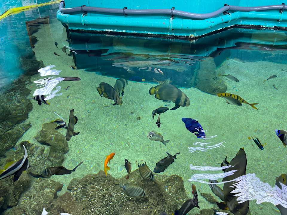 Pool Center Parcs De Kempervennen