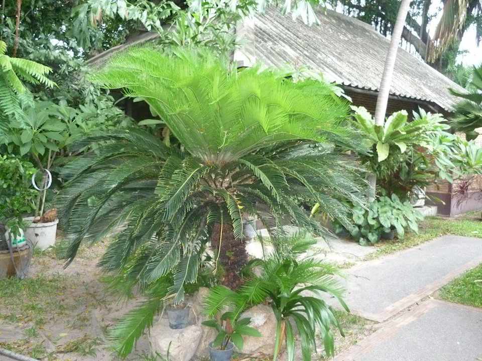 Dschungelgarten Hotel The Cottage