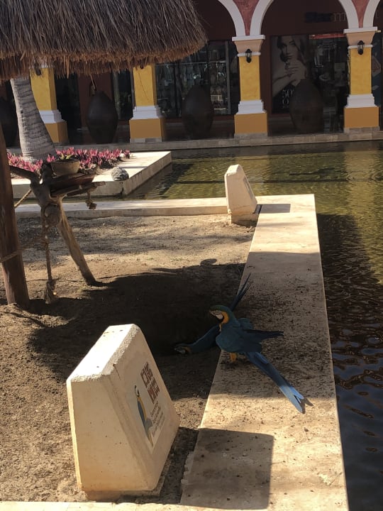 Außenansicht Iberostar Waves Paraiso Beach