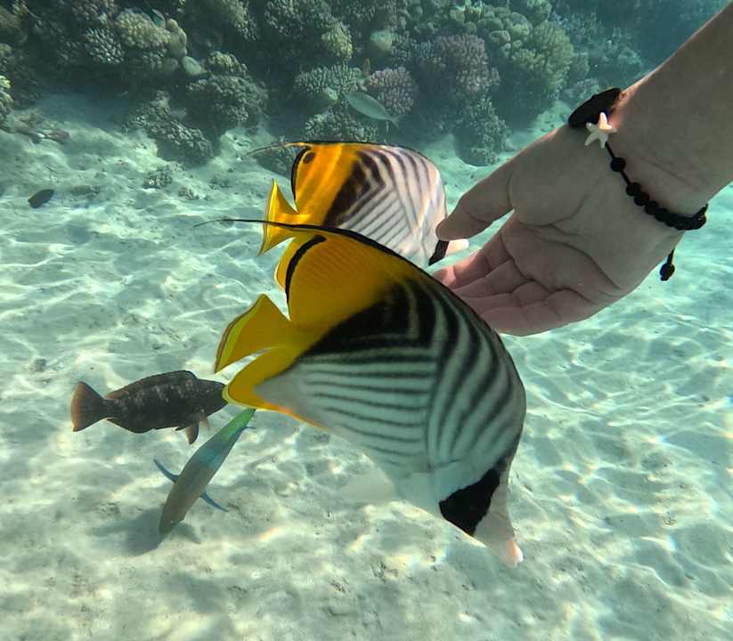 Strand Fort Arabesque Villas