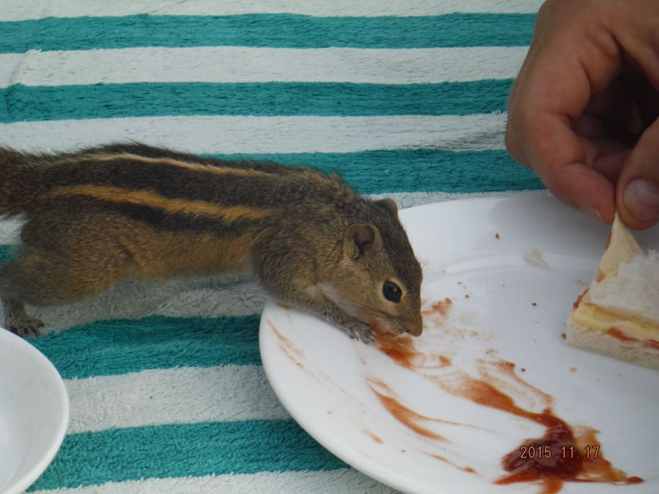 Hungriges Streifenhörnchen Club Palm Bay