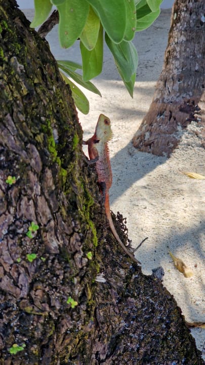 Gartenanlage Thulhagiri Island Resort