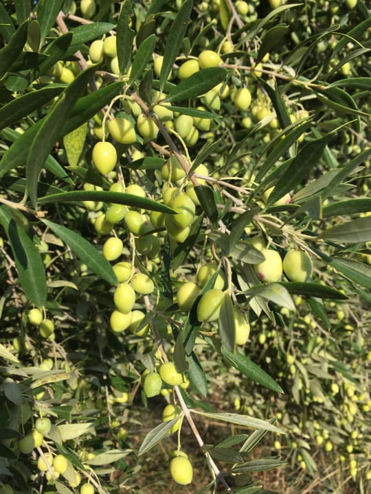 Sonstiges Glaros Beach Hotel