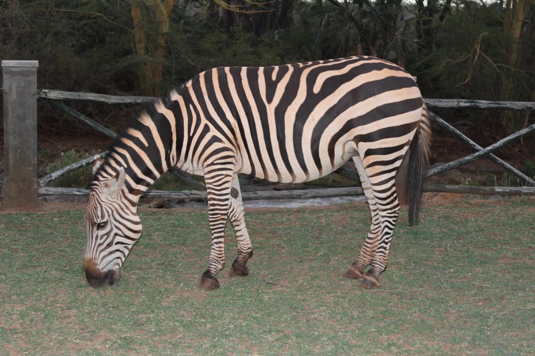 Einfach so ein wildes Zebra Man Eaters Camp/Lodge