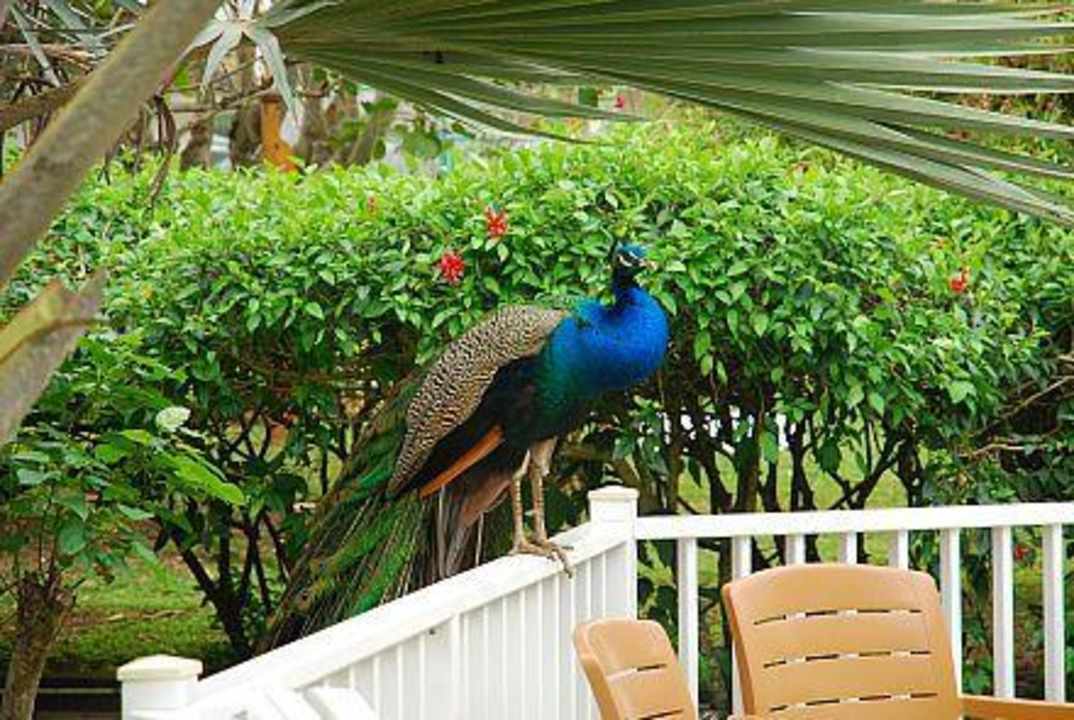 Pfau am Bungalow Grand Muthu Club Caribbean Runaway Bay