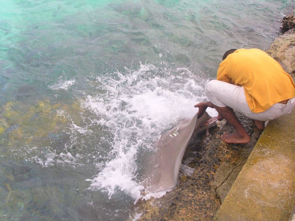 Rochenfütterung Summer Island Maldives