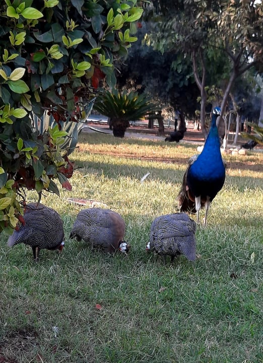 Gartenanlage Seaden Sea World Resort & Spa