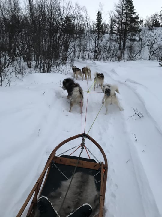 Sport & Freizeit Wild Caribou Dome