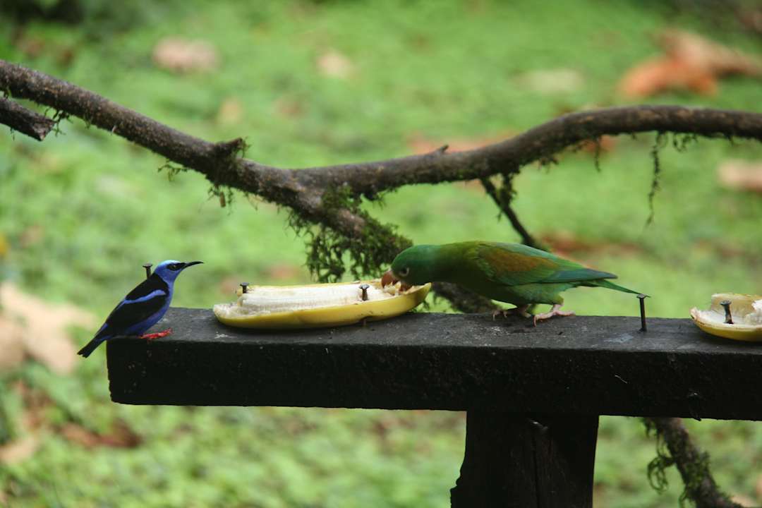 Vogelfütterung beim Frühstück Hotel Oasis Fortuna