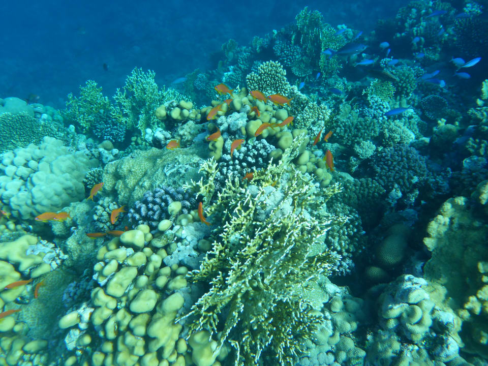 Sport & Freizeit  Novotel Marsa Alam Beach Resort